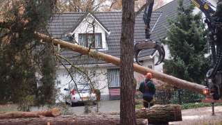 Lamswaarde bomen rooien